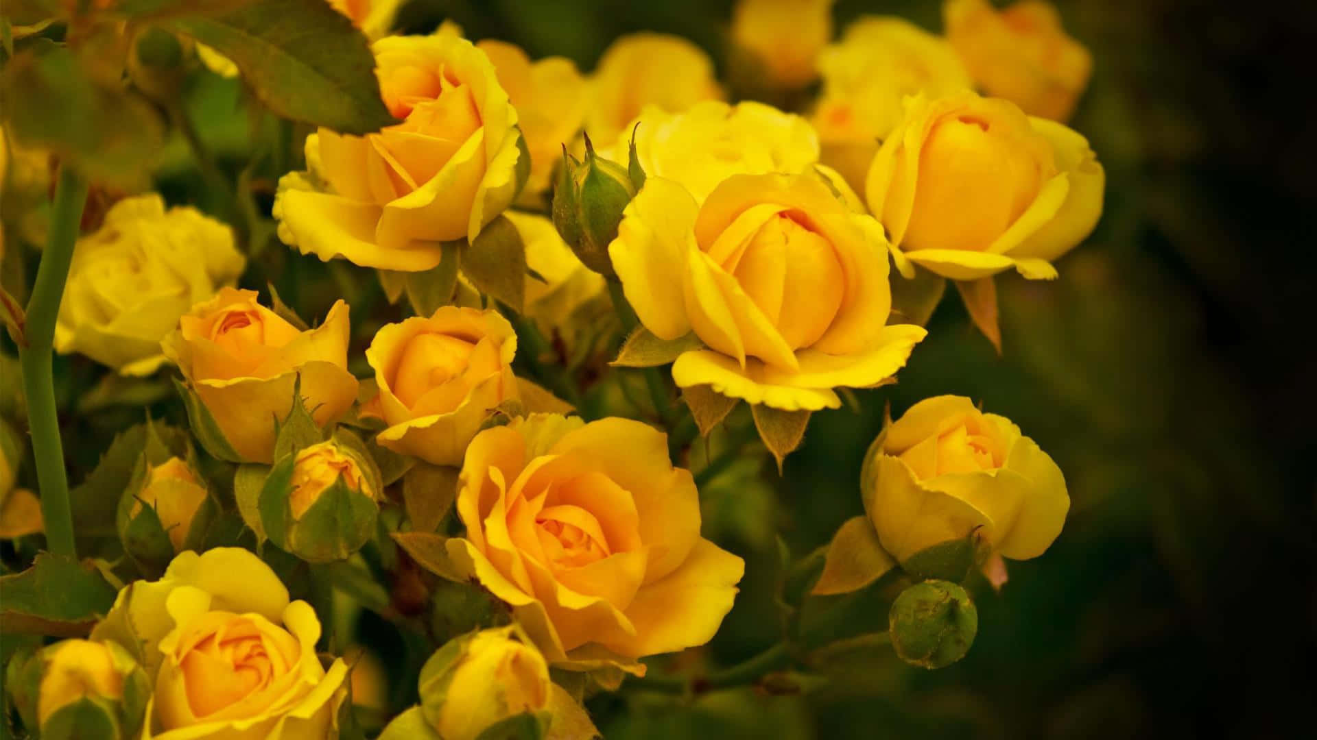 Havebuketter af gule roser elegant baggrund billede