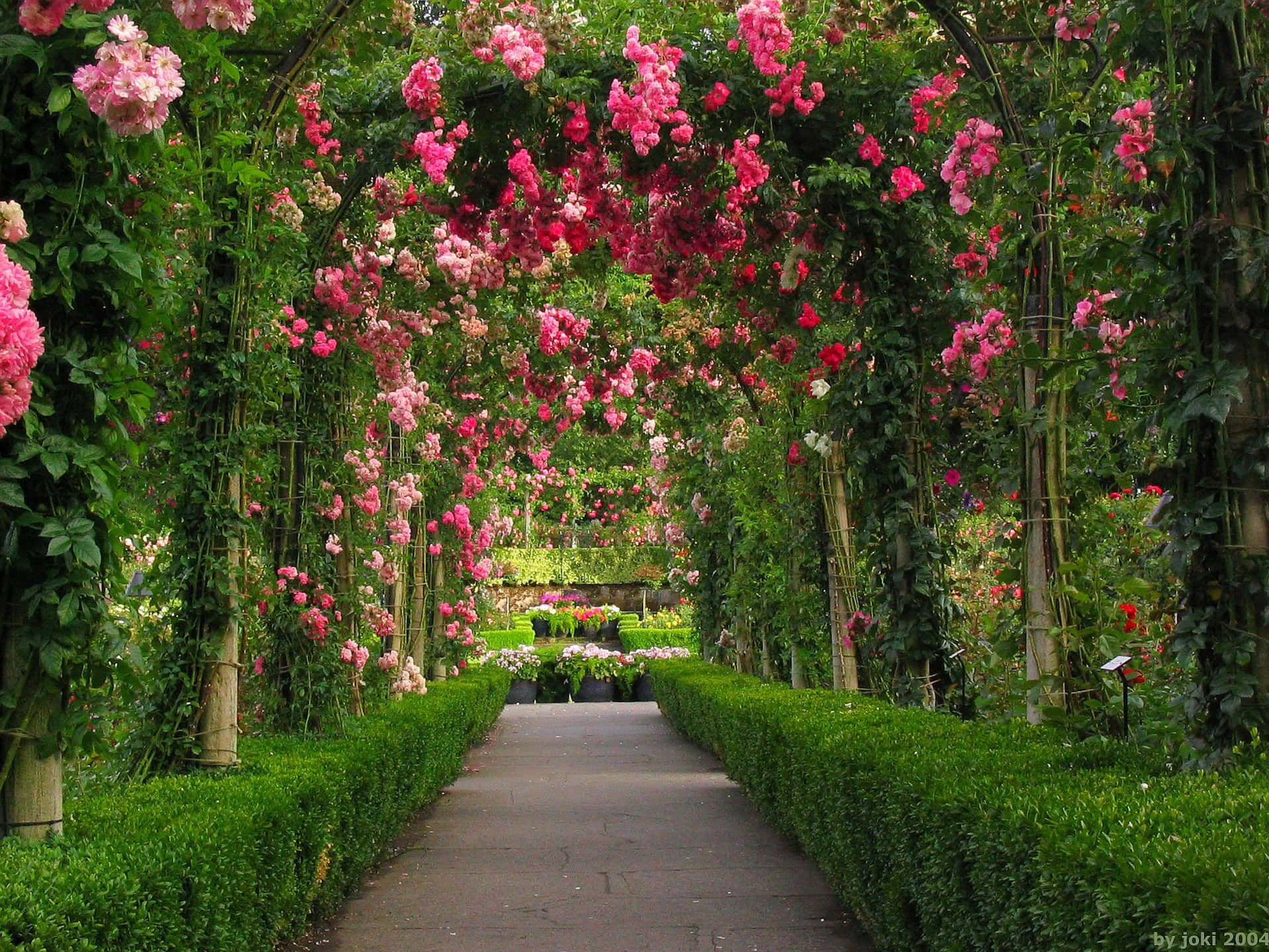 Imagende Un Arco De Rosas De Jardín Con Un Sendero.