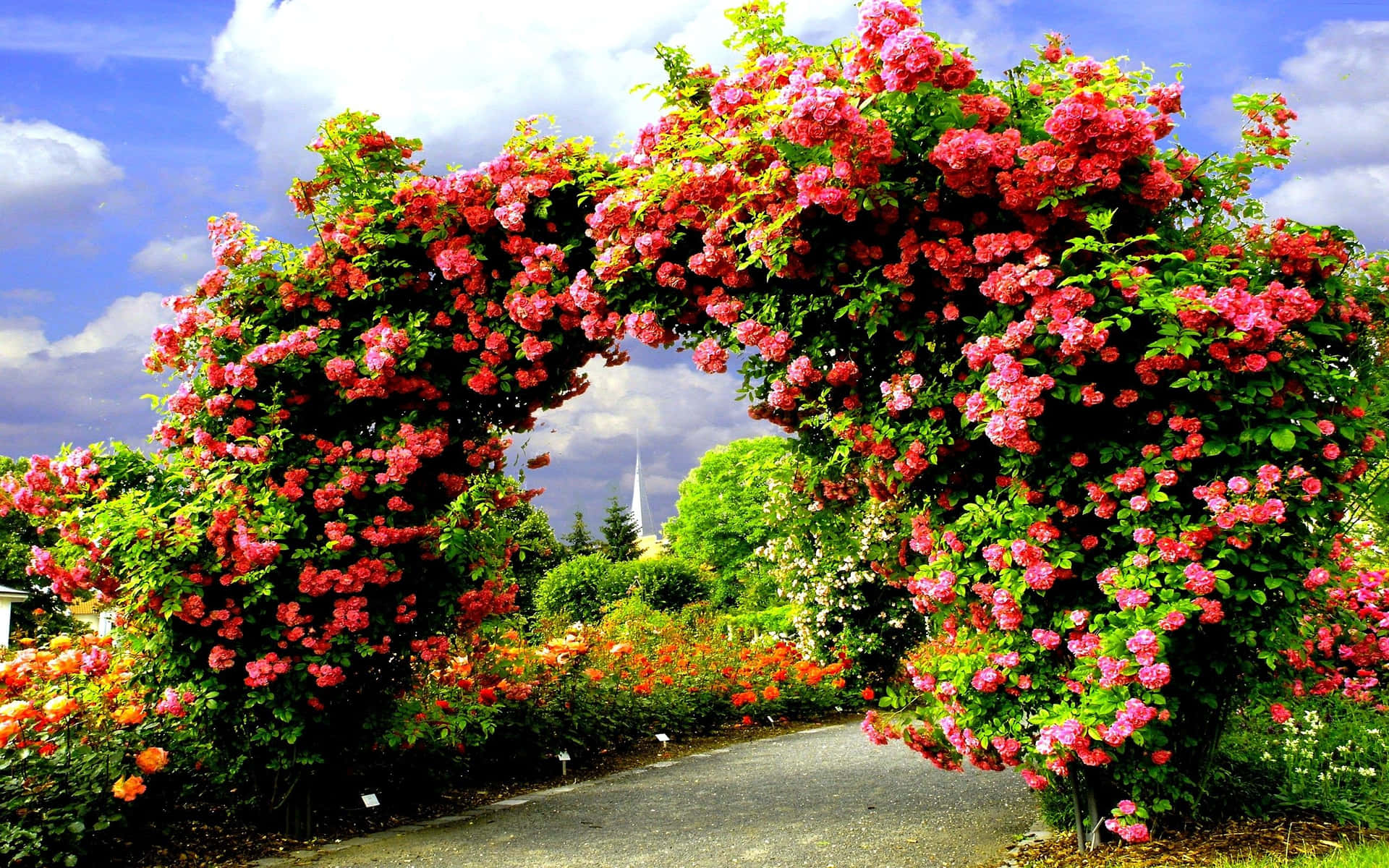 Smukke rosenhave lysepinkbilleder på en smuk bue i haven