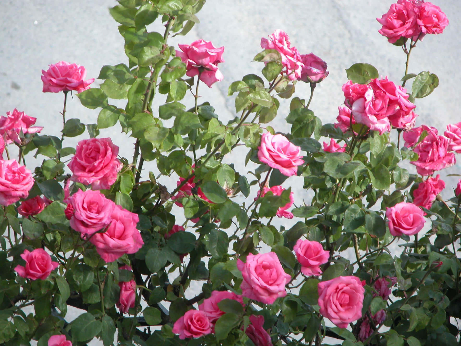 Imagende Rosas De Jardín, Flores Rosadas Y Hojas Verdes