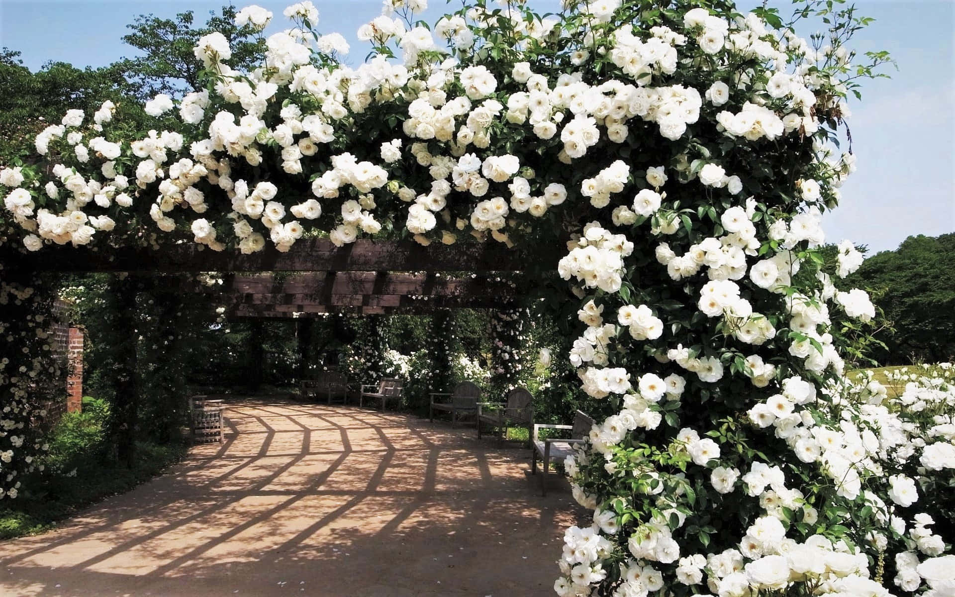 Imagemde Um Arco De Rosas Brancas De Jardim.