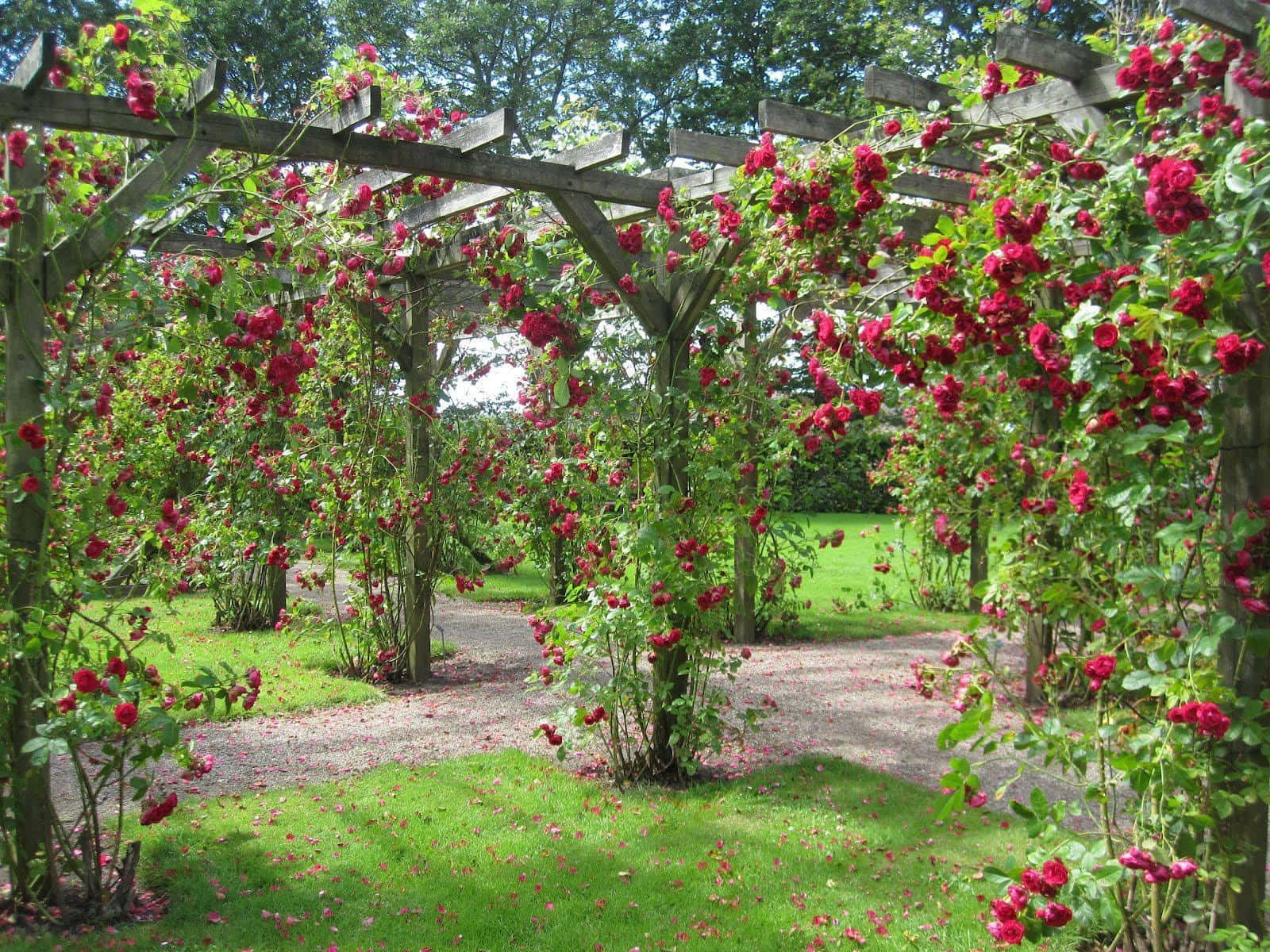 Garden Roses Growing In Posts Picture