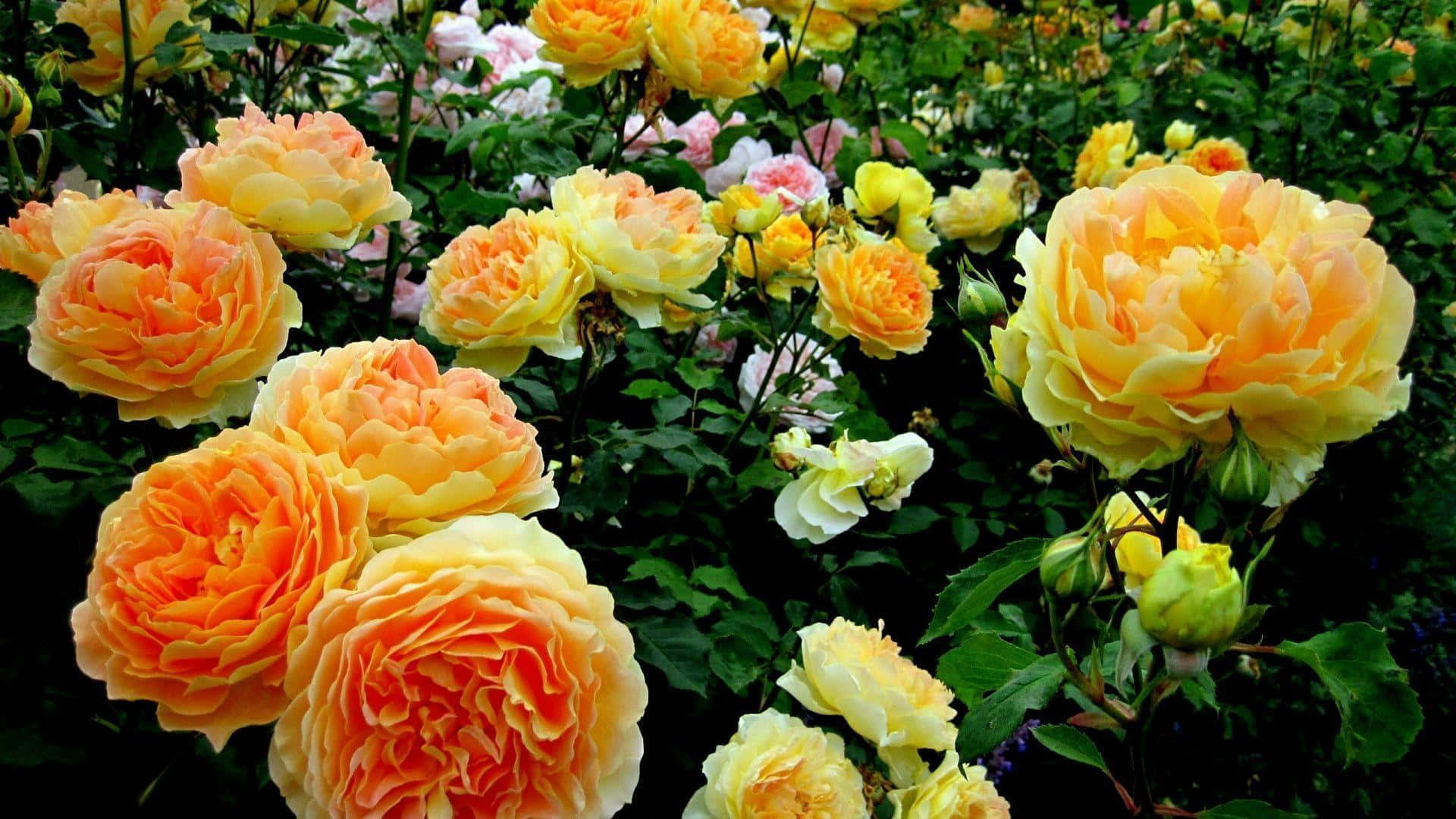 Papelde Parede De Computador Ou Celular: Imagem De Arbusto De Rosas Amarelas De Jardim.