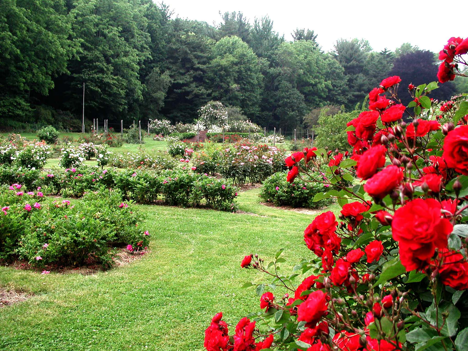 Fotosfondo Con Rose Rosse Da Giardino E Prato