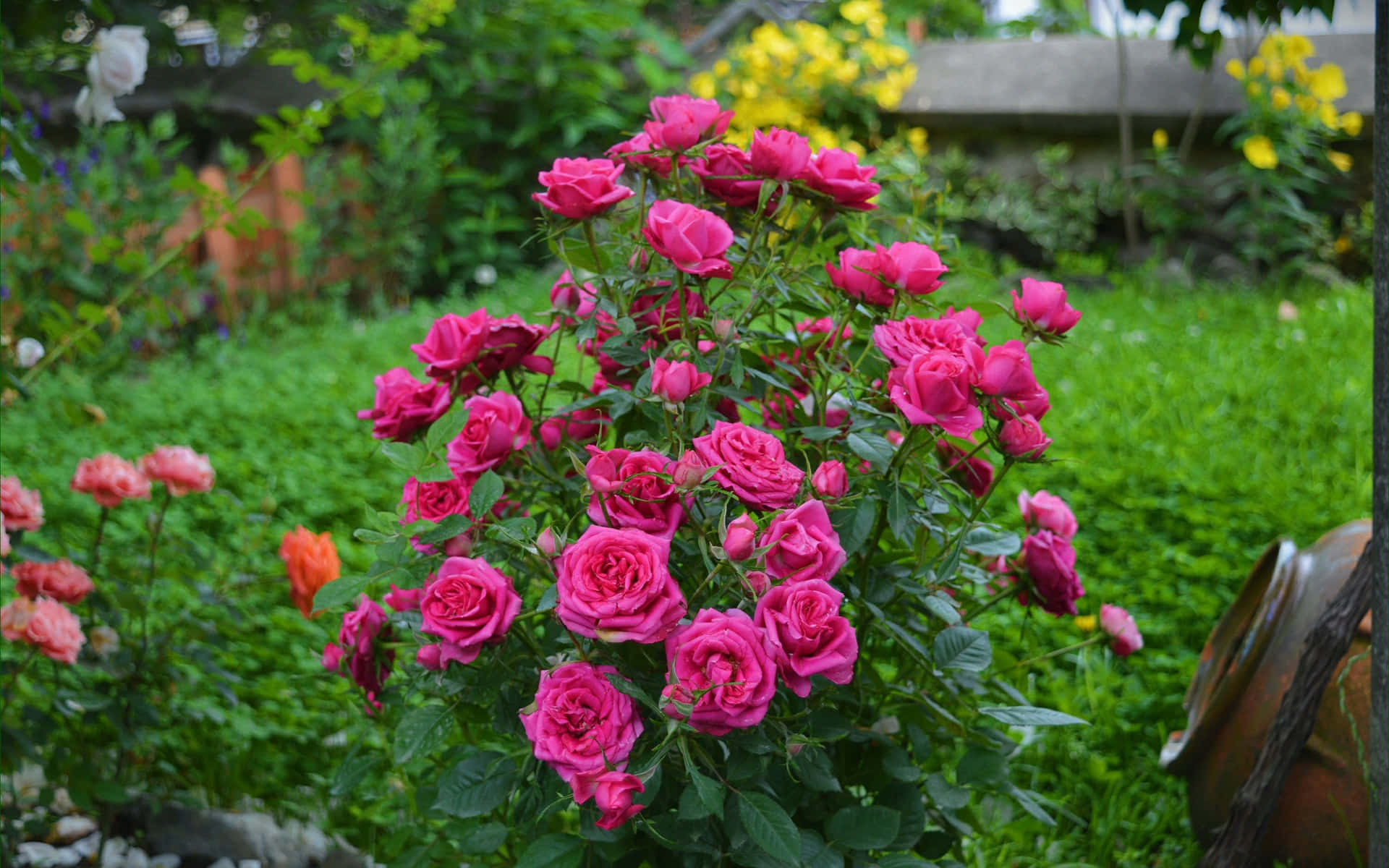 Gartenrosenpinker Rosenbusch Auf Grasbild.