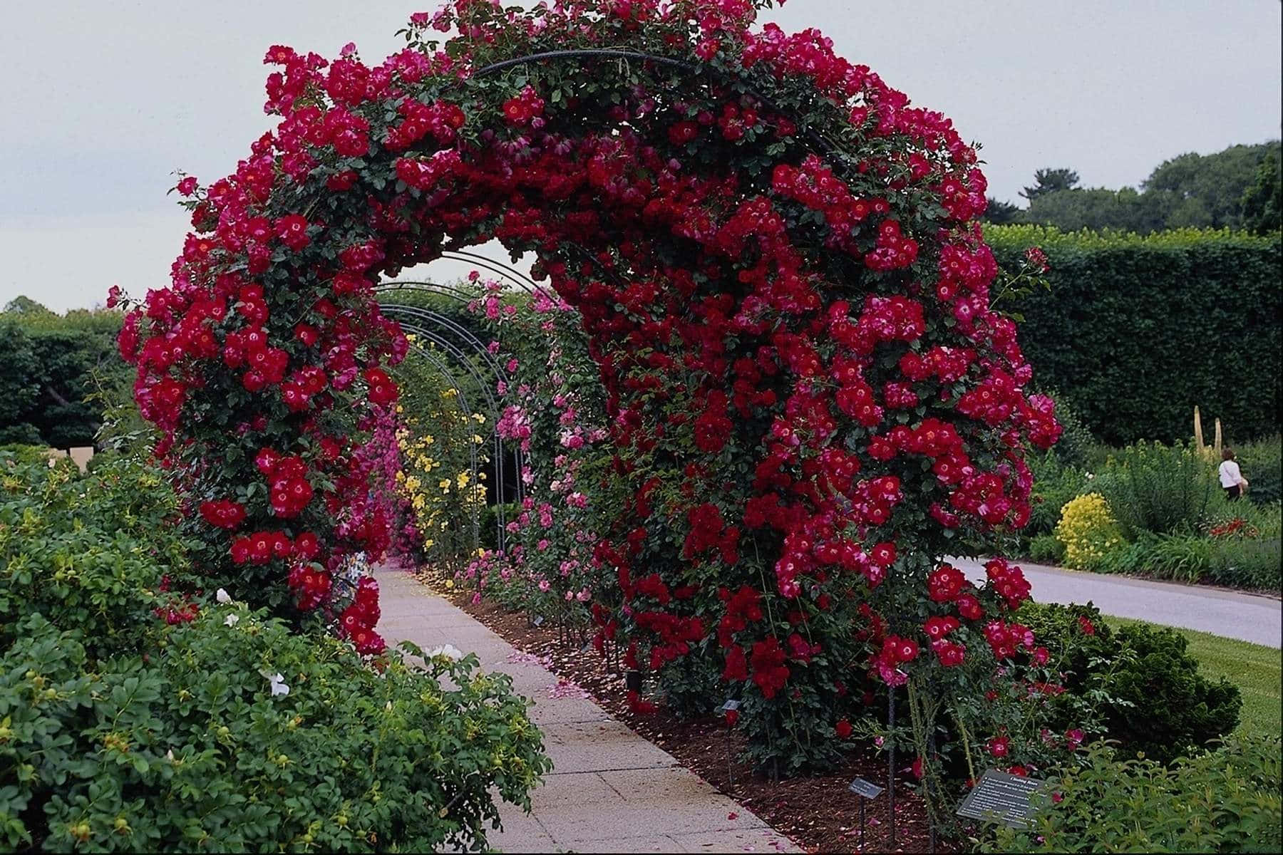 Rosasde Jardim Rosas Vermelhas Arco Imagem