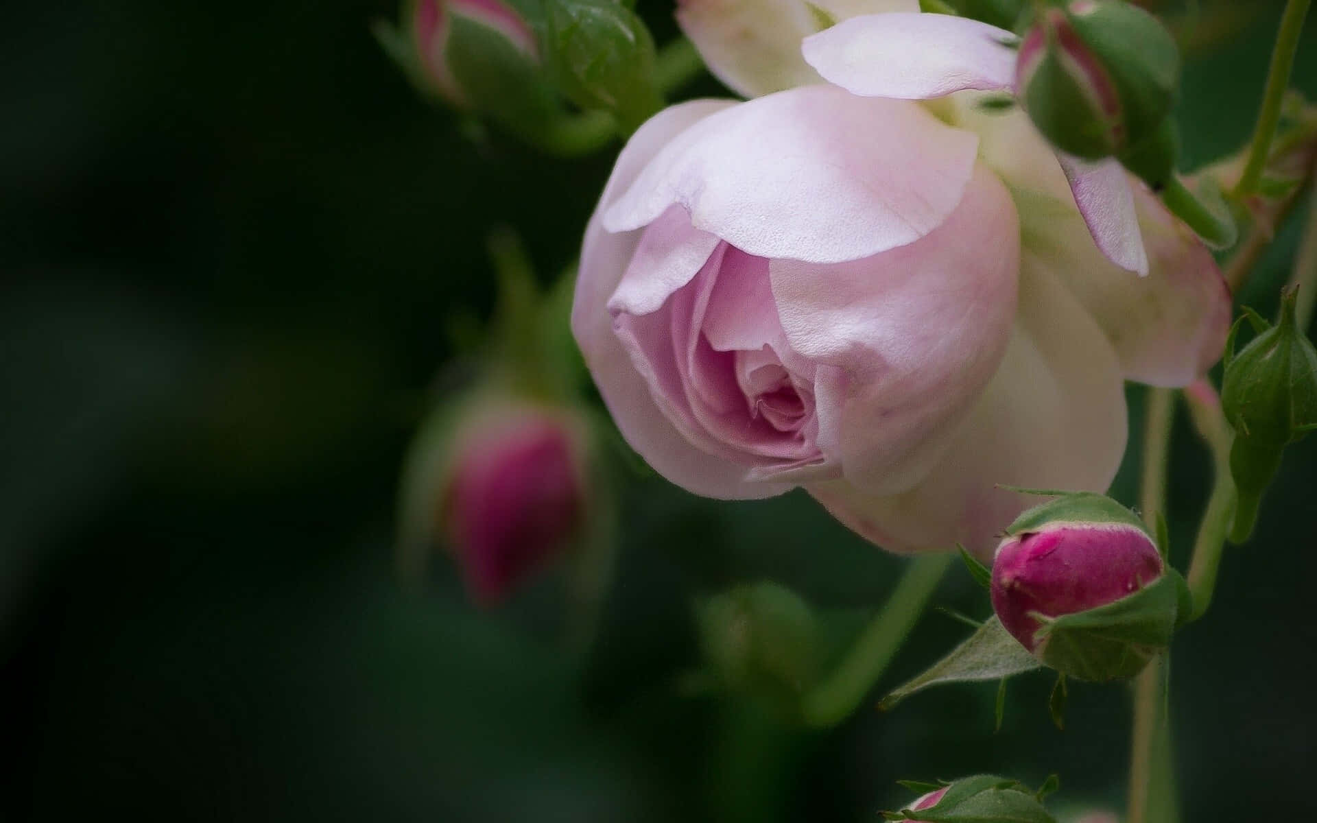 Immagineravvicinata Di Rose Del Giardino Color Rosa Pallido.