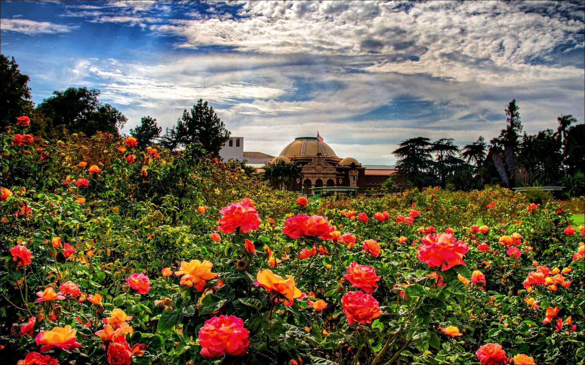 Garden Roses Colorful Roses Under Sky Picture
