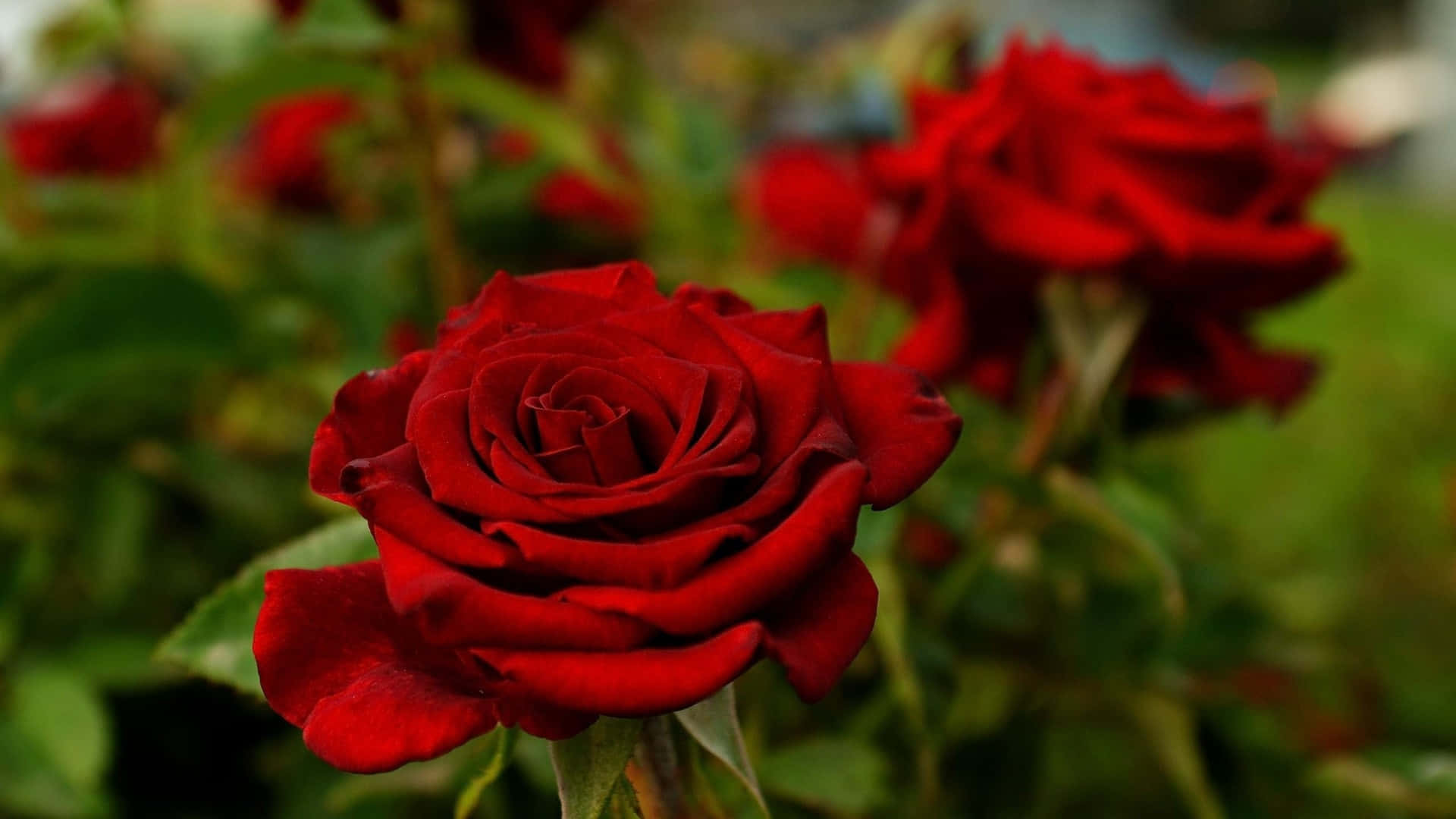 Rosesda Giardino Immagine Di Rose Rosse In Primo Piano.