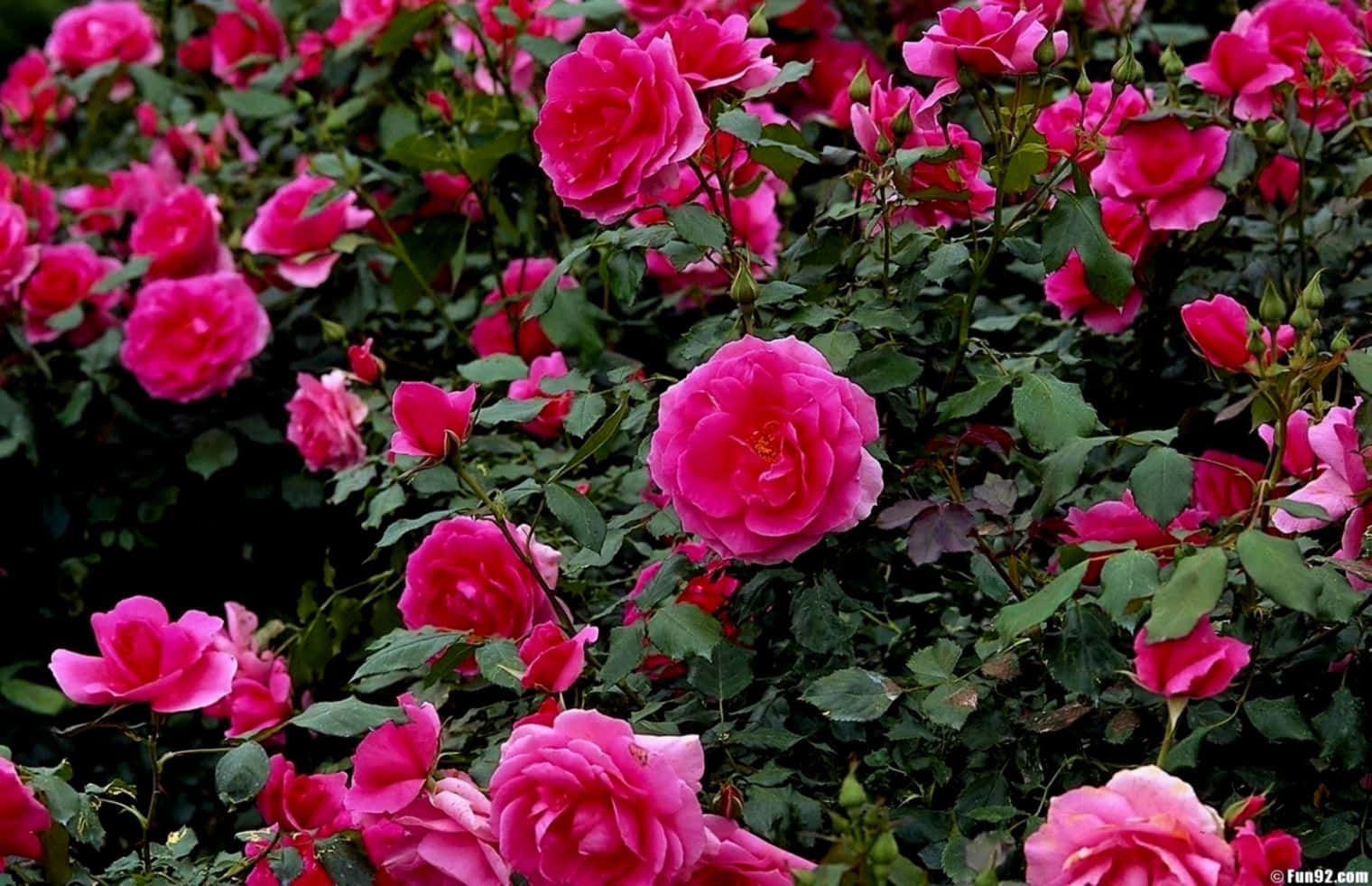 Rosasde Jardín En Tono Rosa Intenso, Imagen De Arbusto De Rosa.