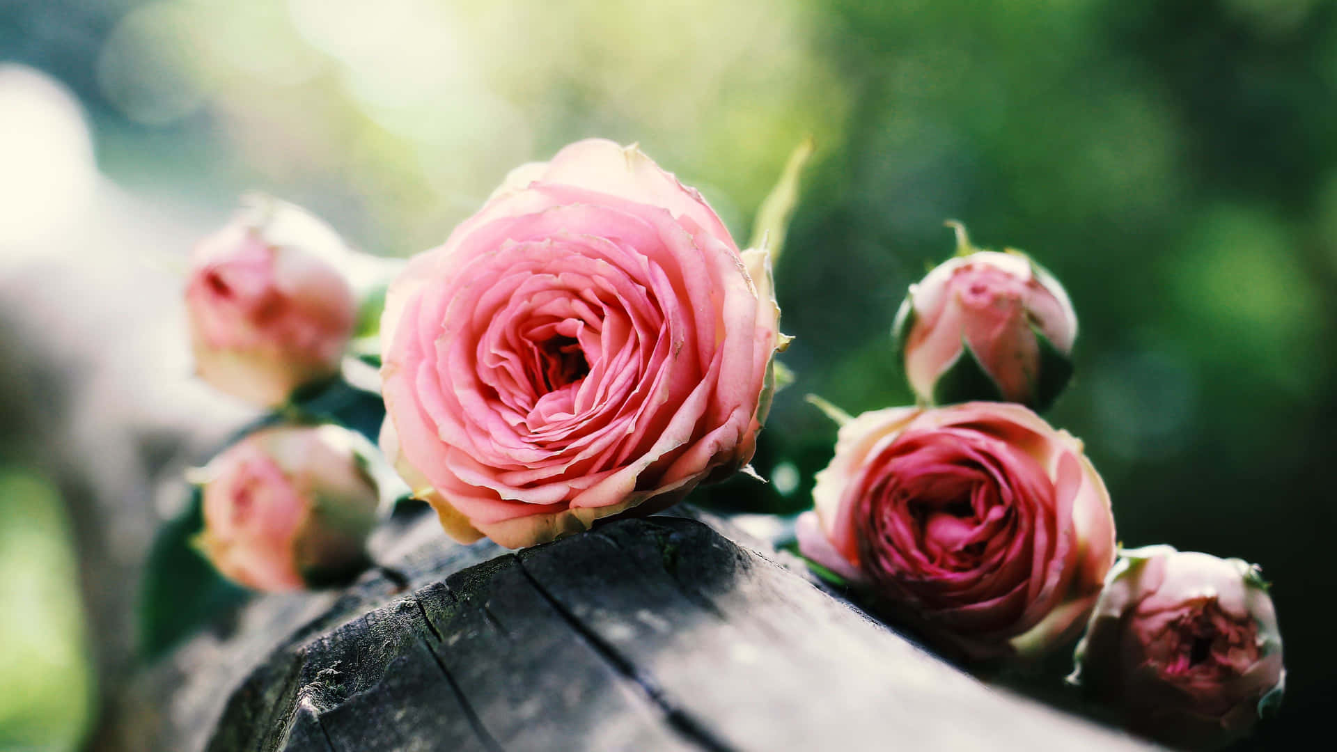 Rosada Giardino Rosa Su Sfondo Di Legno, Immagine Dallo Stile Vintage E Dallo Spirito Estetico
