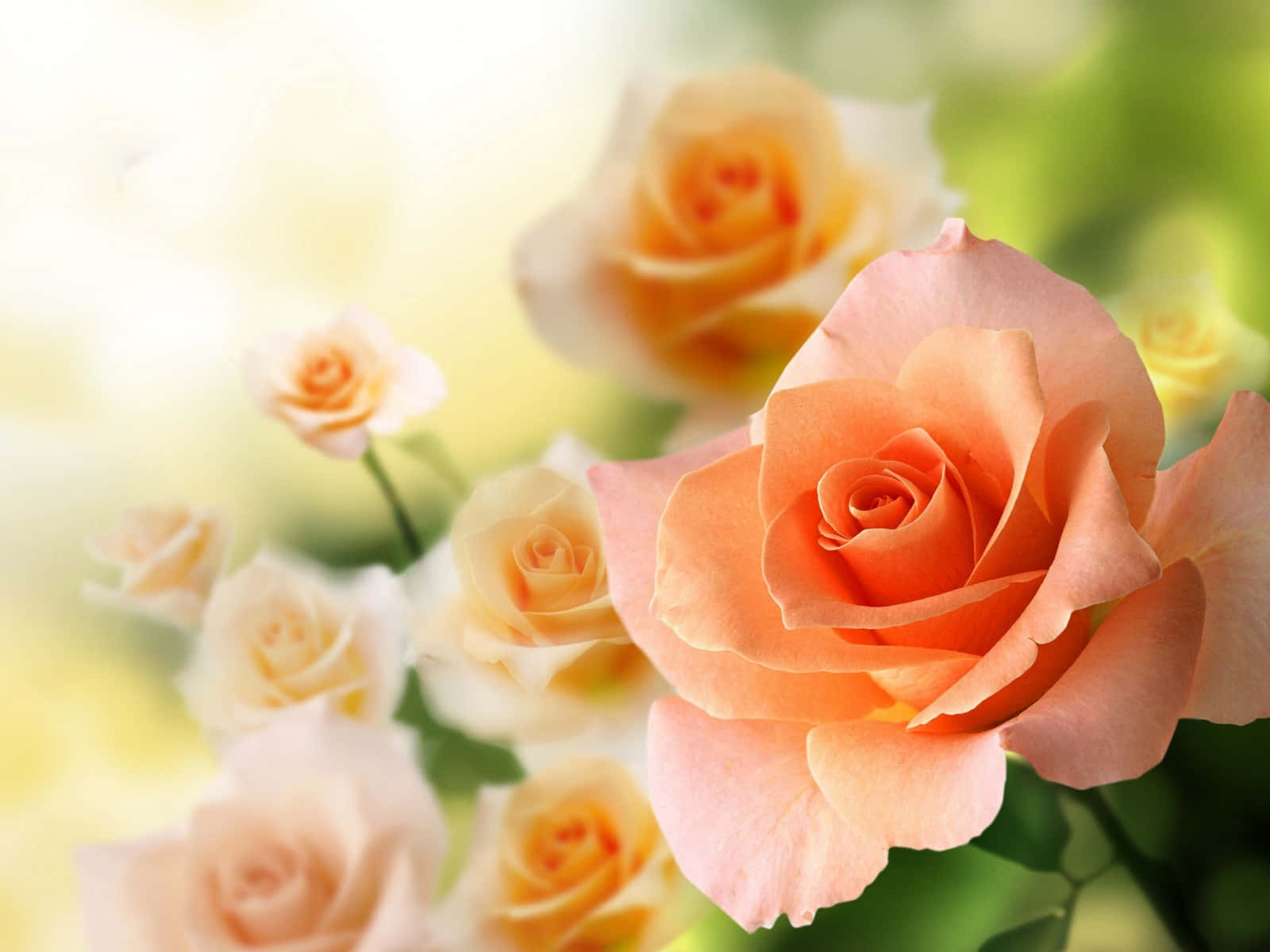 Gartenrosenpfirsichrosen Blühendes Bild