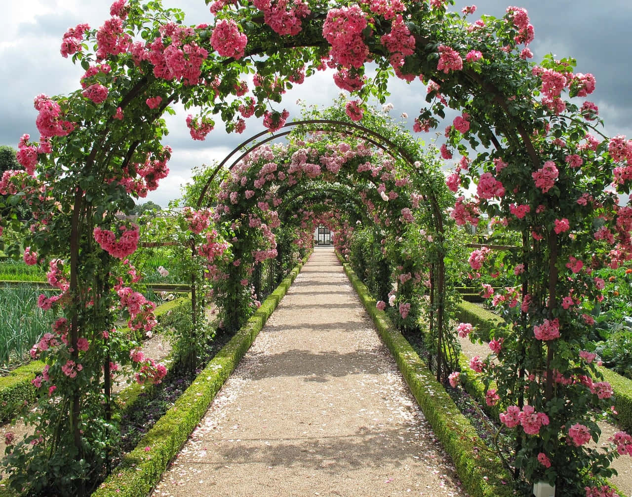 Gartenrosengartenbögen Aus Rosa Rosen Bild