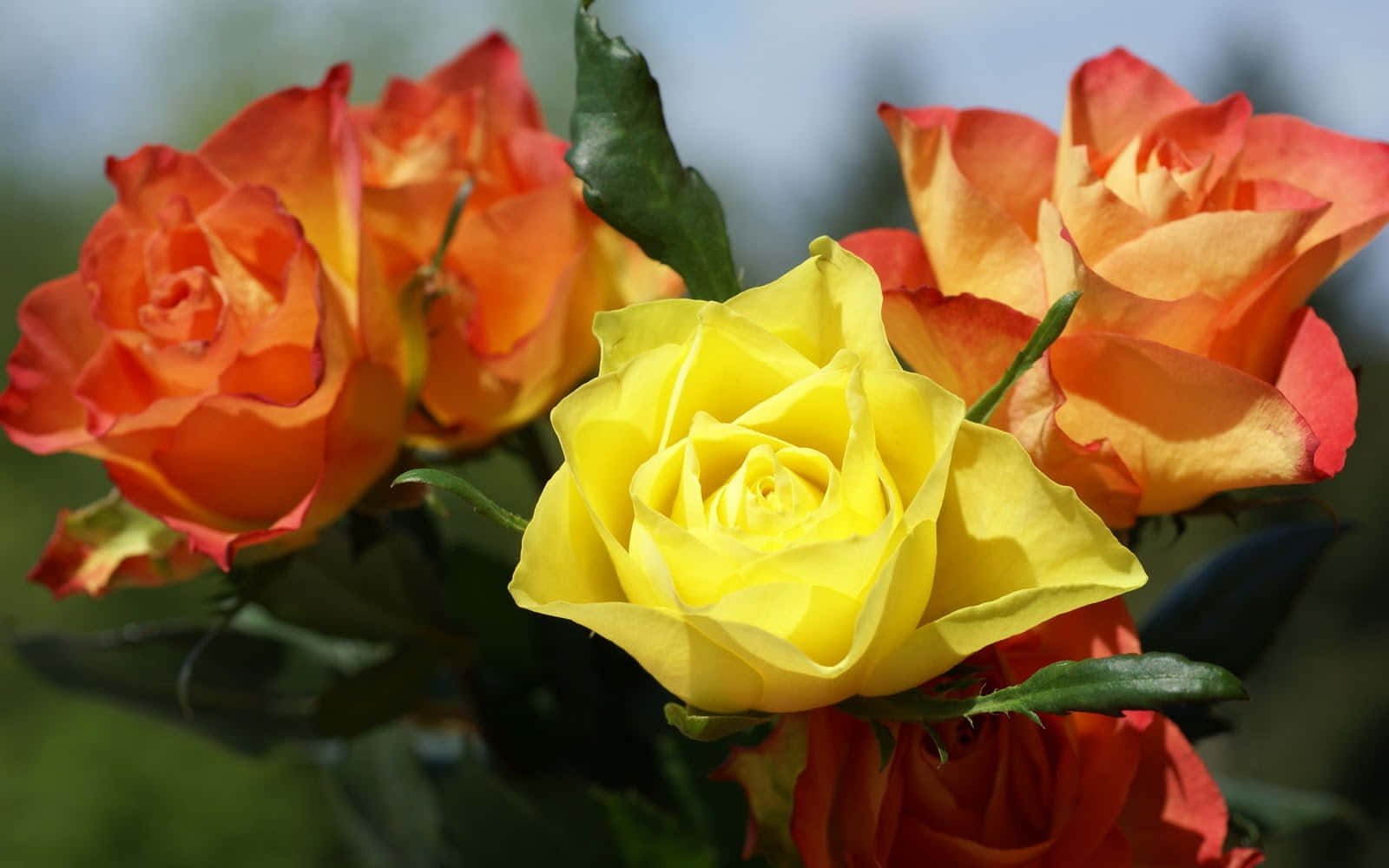 Imagende Flores De Rosas De Jardín En Color Naranja Y Amarillo.