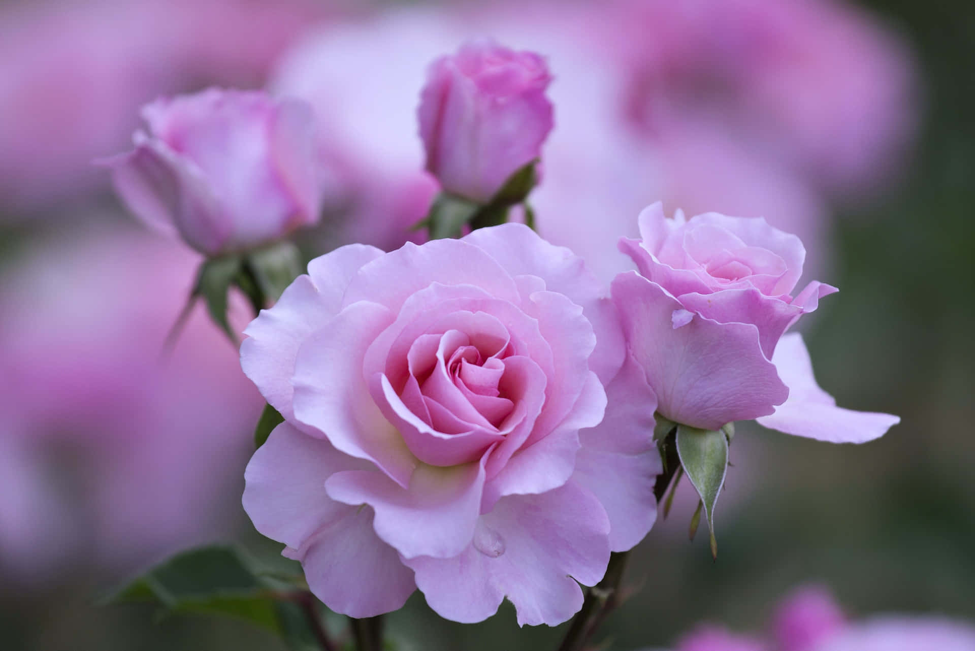 Fotoravvicinata Di Rose Da Giardino Di Colore Rosa Pallido