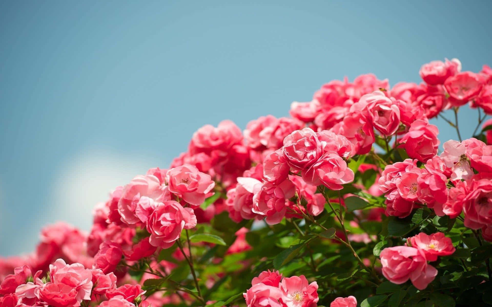 Stunning array of garden roses in full bloom
