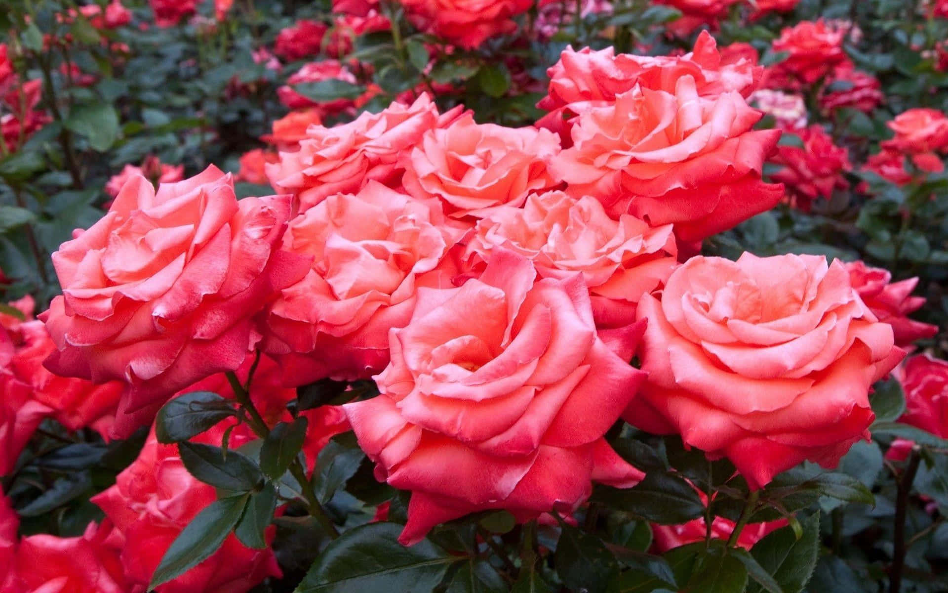 Gartnere Roser Pink Blomster Med Mørke Grønne Blade Billede Wallpaper