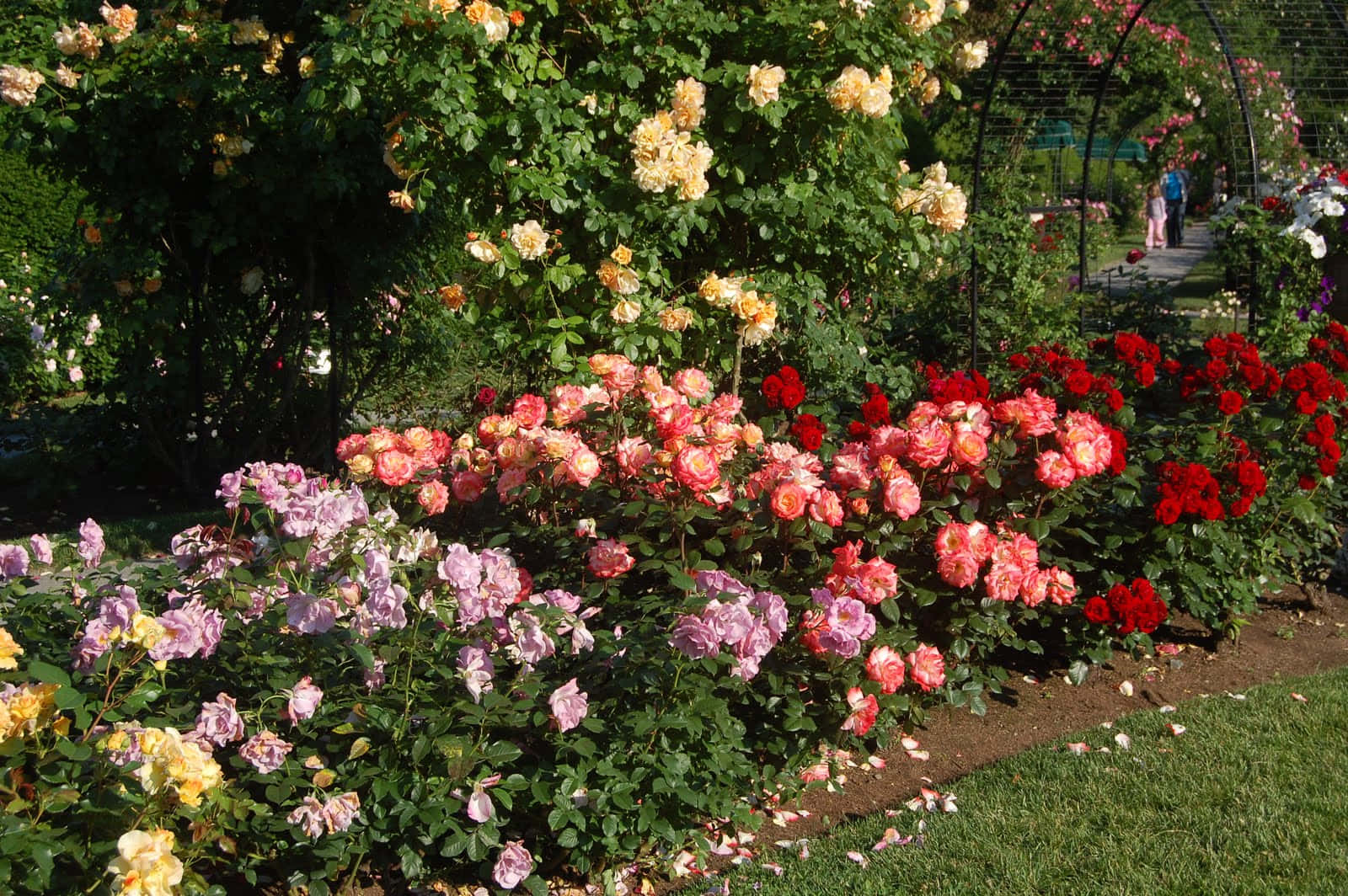 Bildvon Farbenfrohen Rosenbüschen Im Garten.
