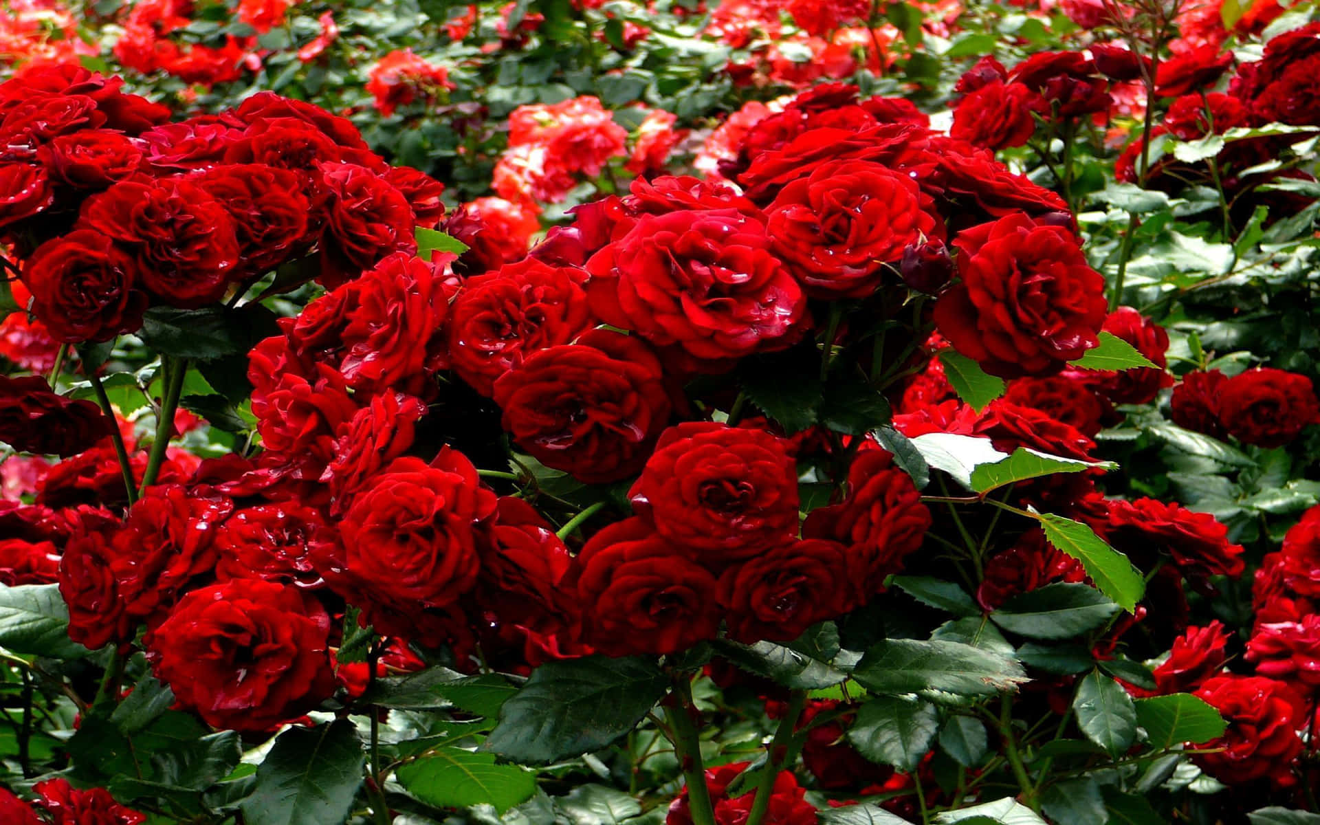 Garden Roser Røde Roser Med Grønne Blade Billede Tapet