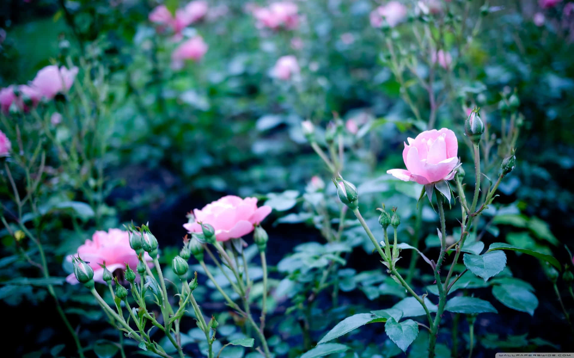 Bildvon Winzigen Rosa Blumen In Einem Gartenrosenmotiv