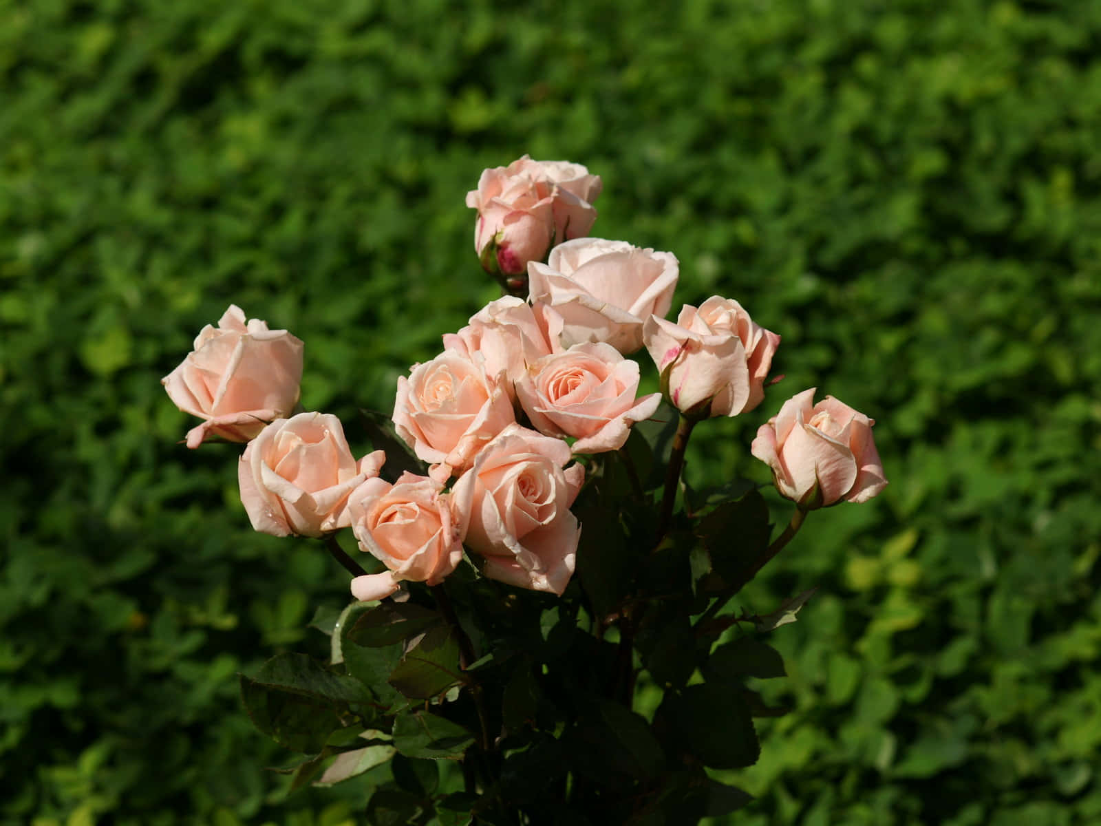 Garden Roses Pale Pink On Grass Picture