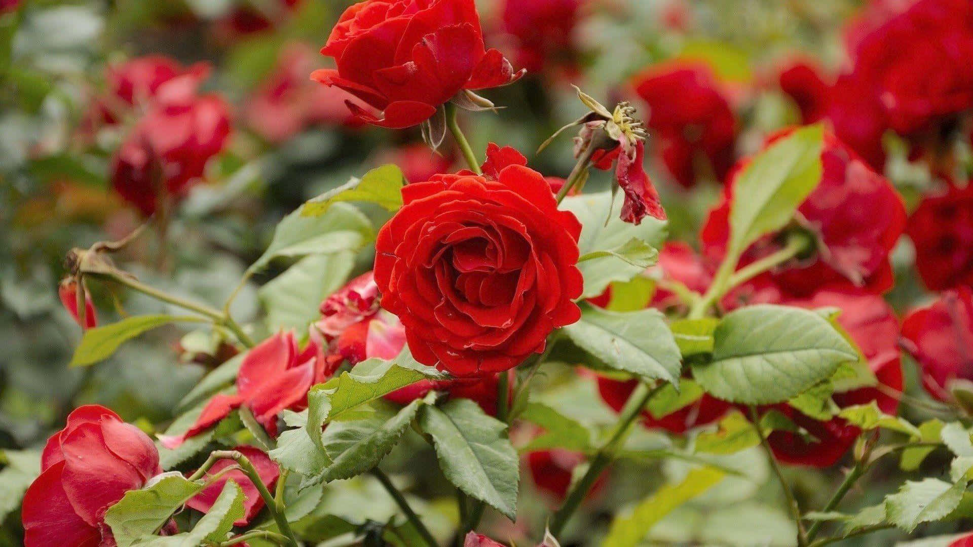 Rosada Giardino, Immagine Di Un Cespuglio Di Rose Rosse.
