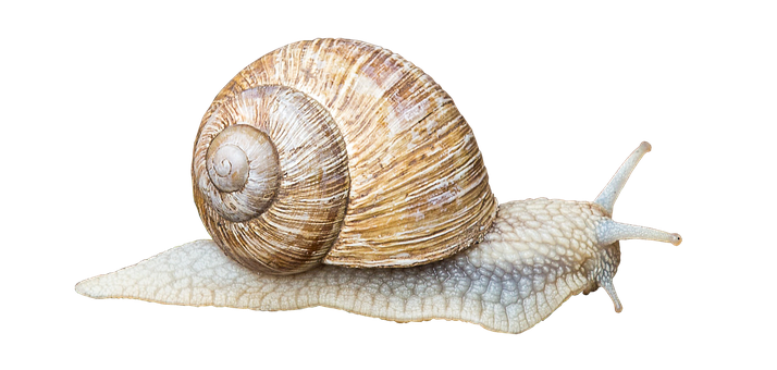 Garden Snail Black Background PNG