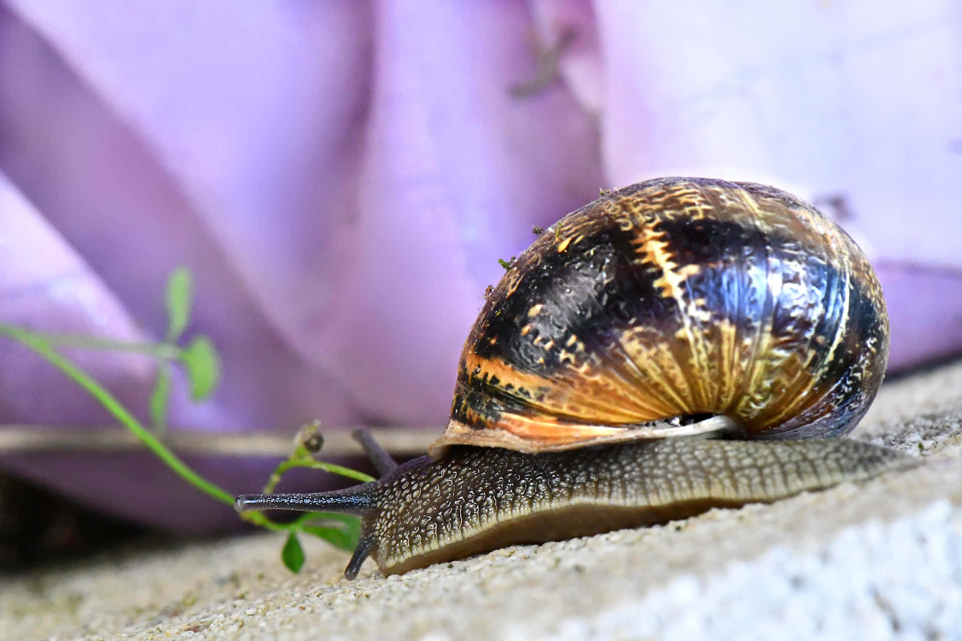 Garden Snail Closeup Wallpaper