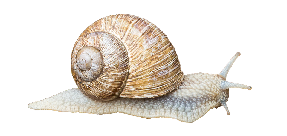 Garden Snail Side View PNG