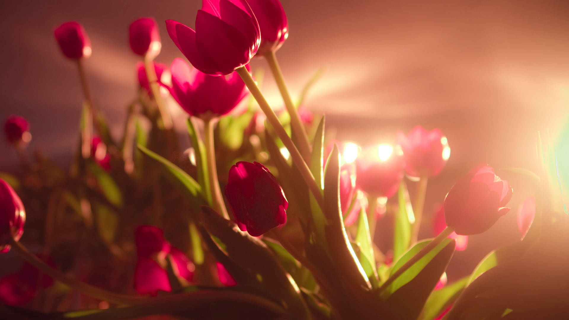 Tulipano Da Giardino Full 4k Sfondo