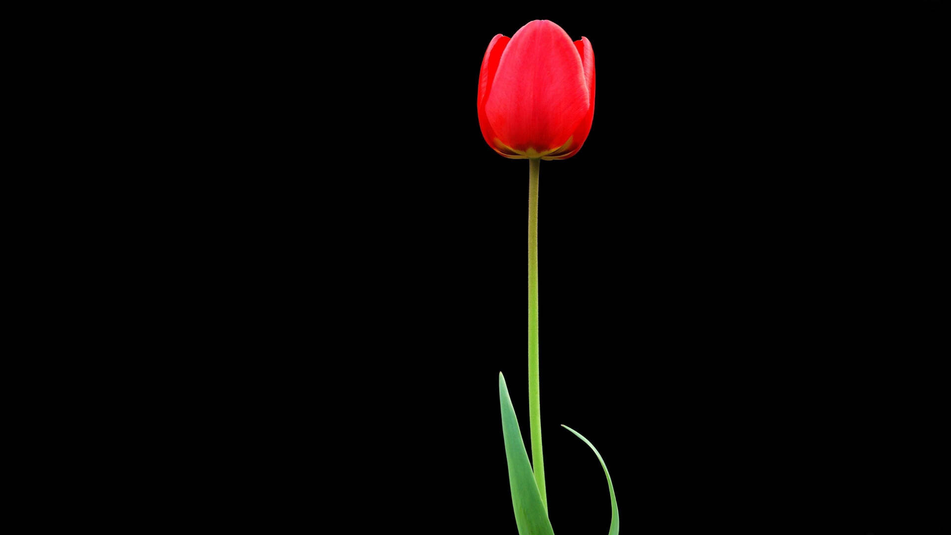 Garden Tulip On Black Tablet Background
