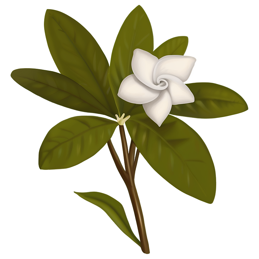 Gardenia Flower Drawing Png Yxq PNG