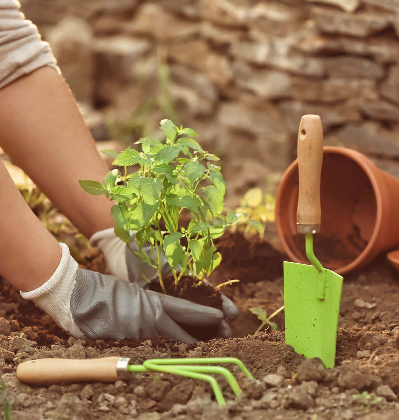 A Woman Is Planting A Plant In The Dirt