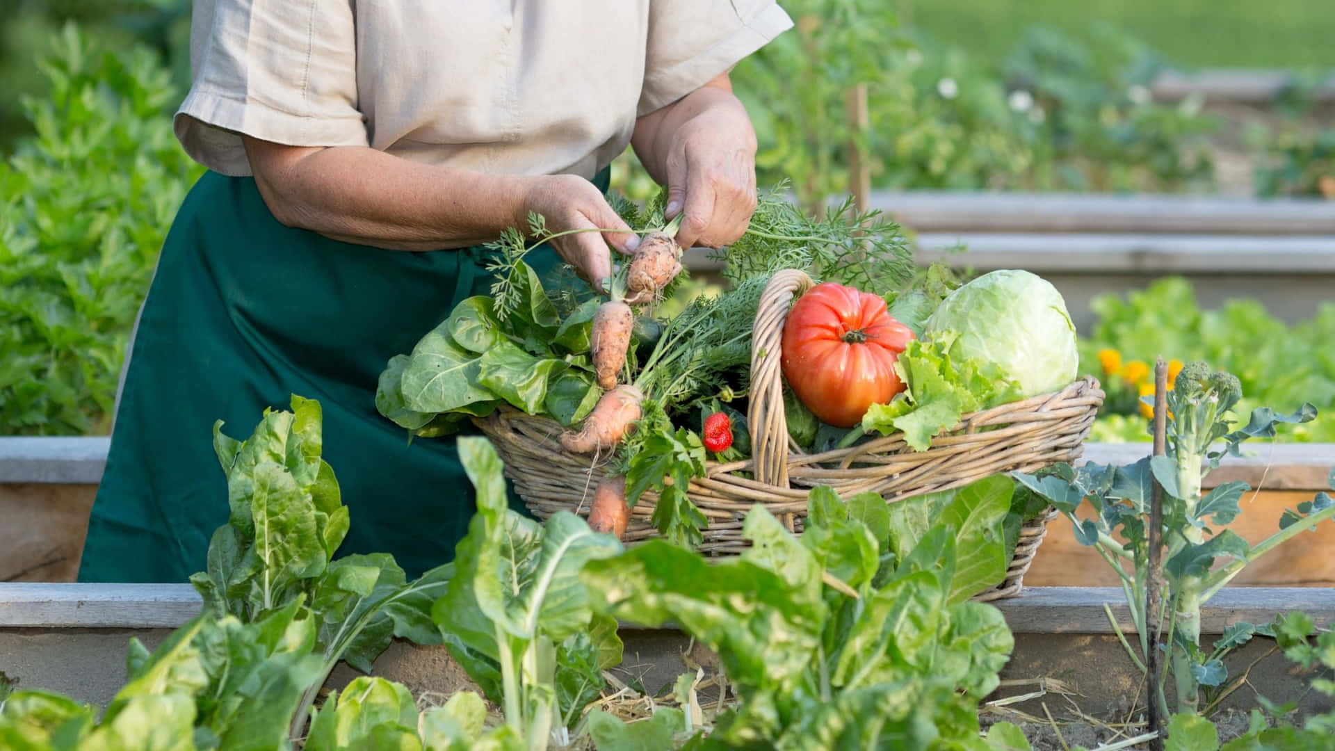 Einefrau Pflückt Gemüse In Einem Garten.