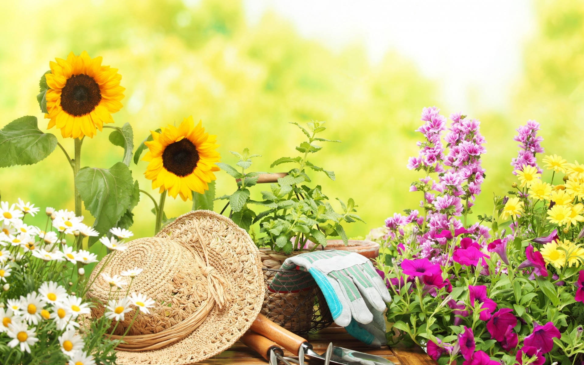 Gardening Tools And Flowers Photography Wallpaper