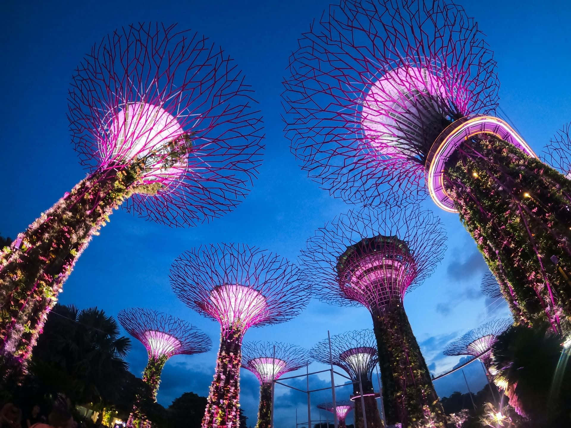 Gardens By The Bay Singapore Supertree Grove Night Lights Wallpaper