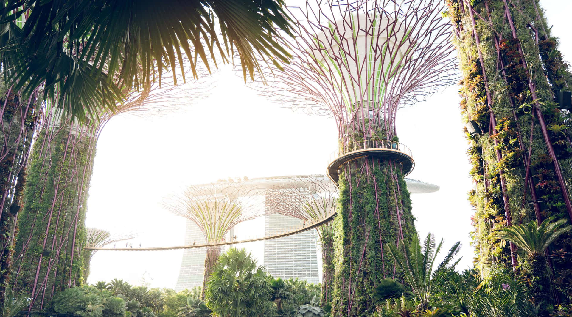 Gardens_ By_ The_ Bay_ Supertree_ Grove_and_ Marina_ Bay_ Sands Wallpaper