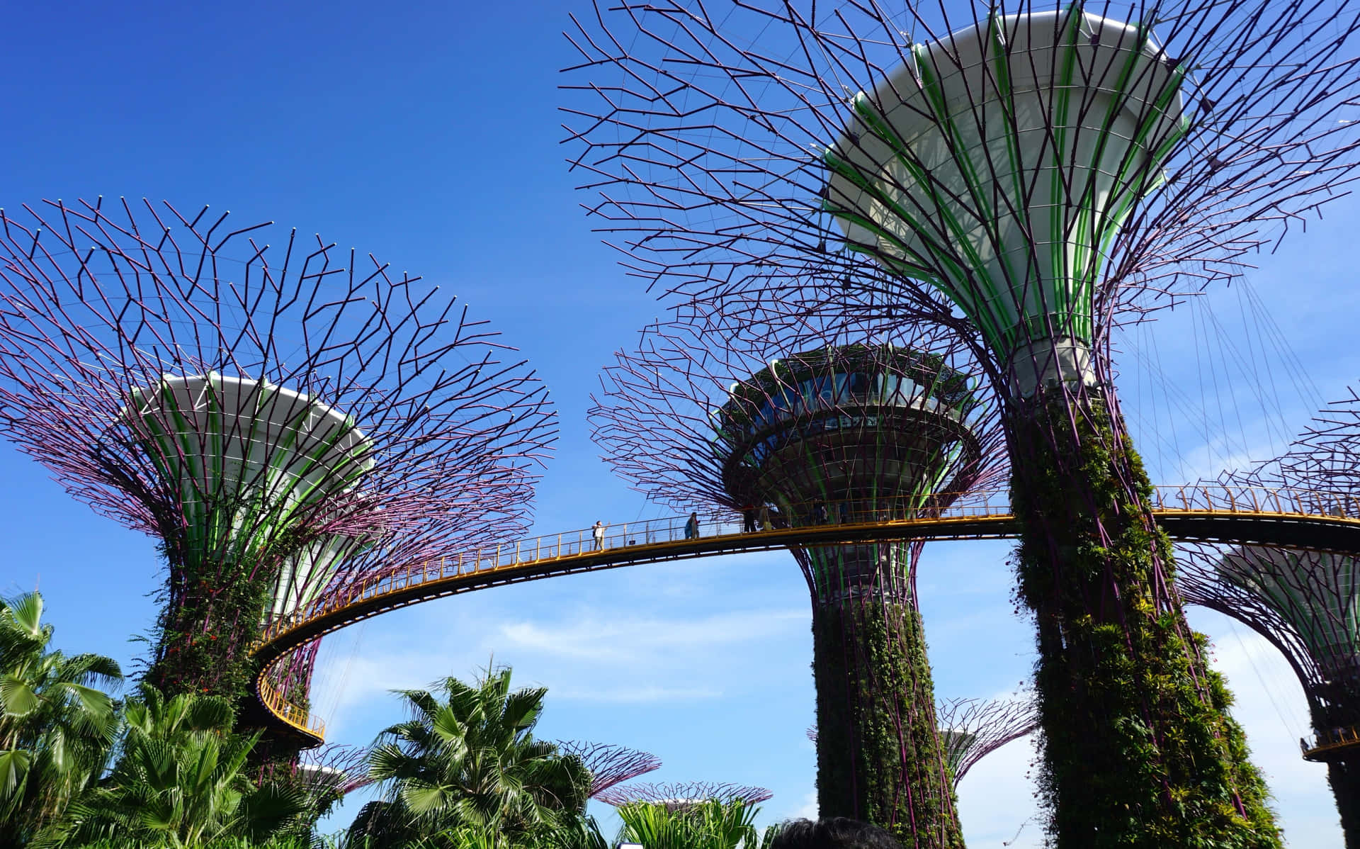 Gardens By The Bay Supertree Grove Singapore Wallpaper