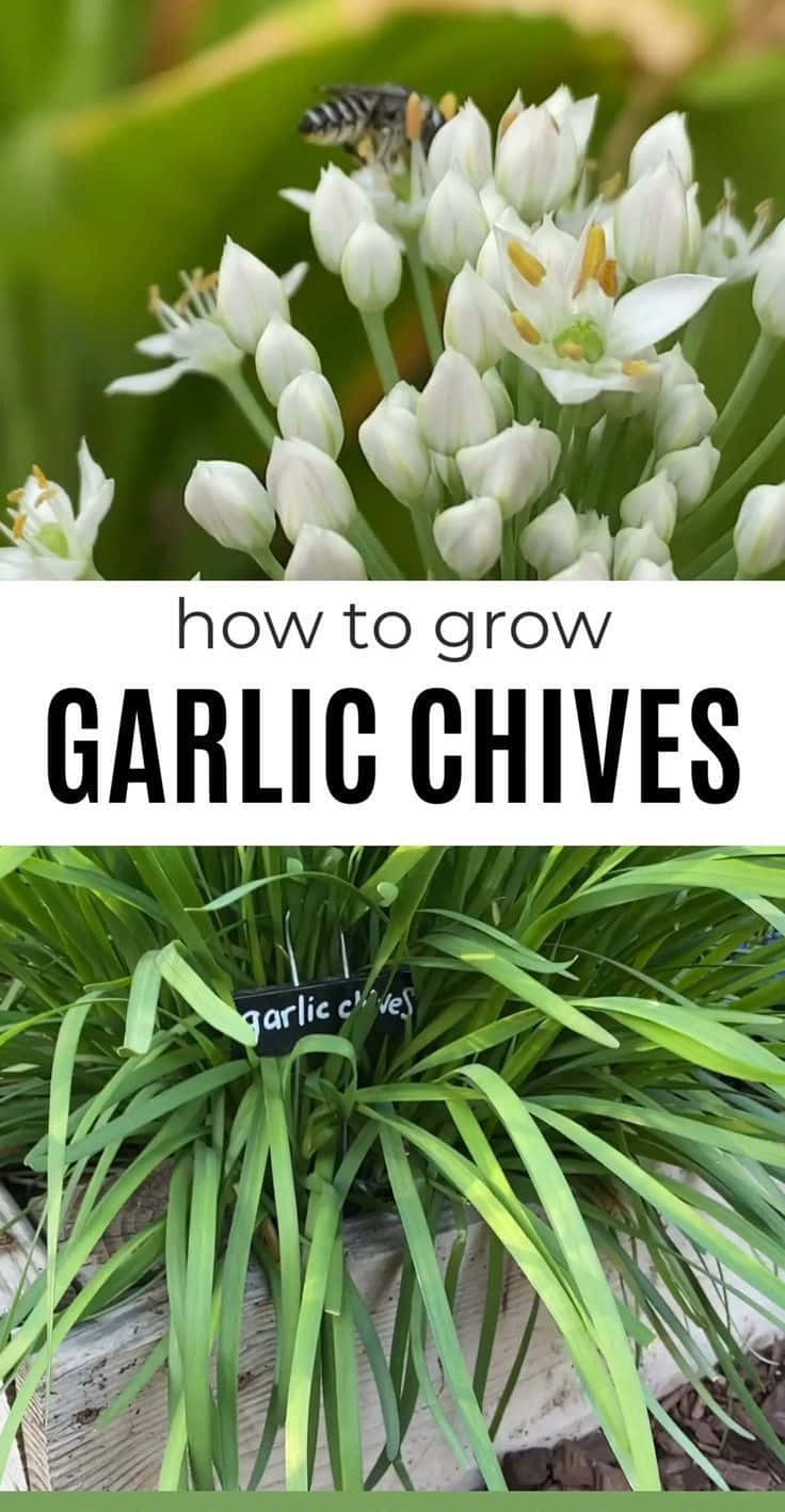 How To Grow Garlic Chives