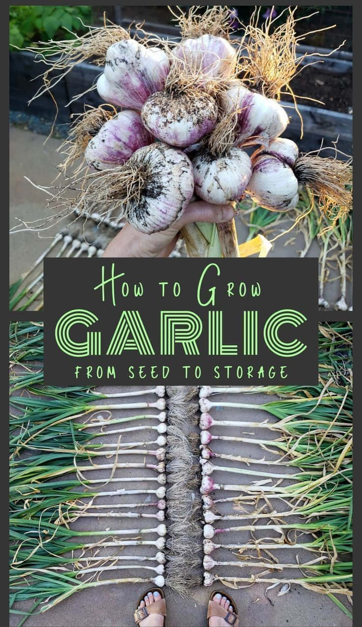 How To Grow Garlic From Seed To Storage