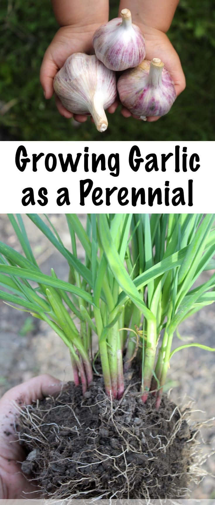 Growing Garlic As A Perennial