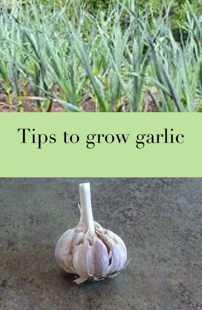 Suggerimentiper Coltivare L'aglio