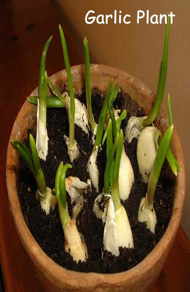 Garlic Plant Growing in the Garden