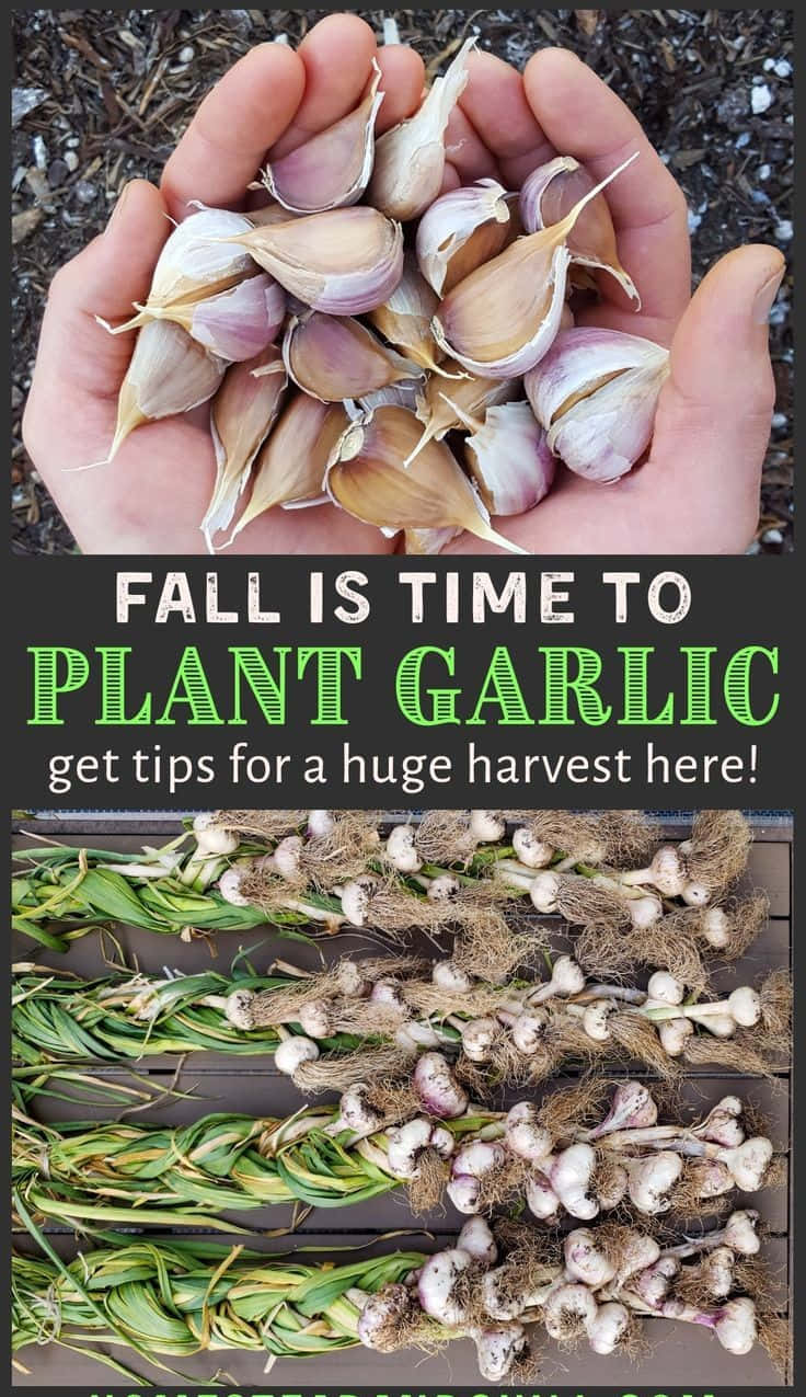 Garlic Plant Growing Outdoors