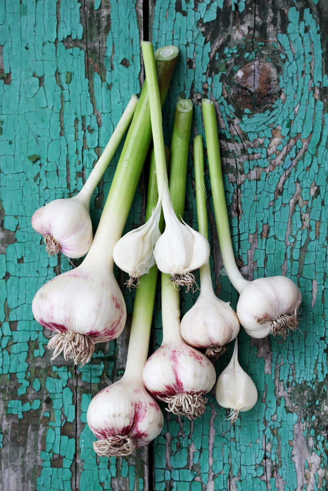 "A Healthy Garlic Plant - Ready To Harvest!"
