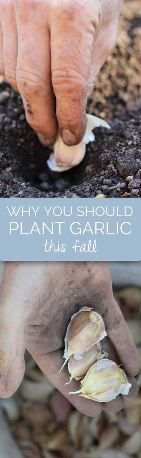 Why You Should Plan Garlic This Fall