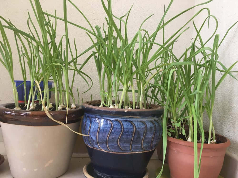 A garlic plant growing in a pot