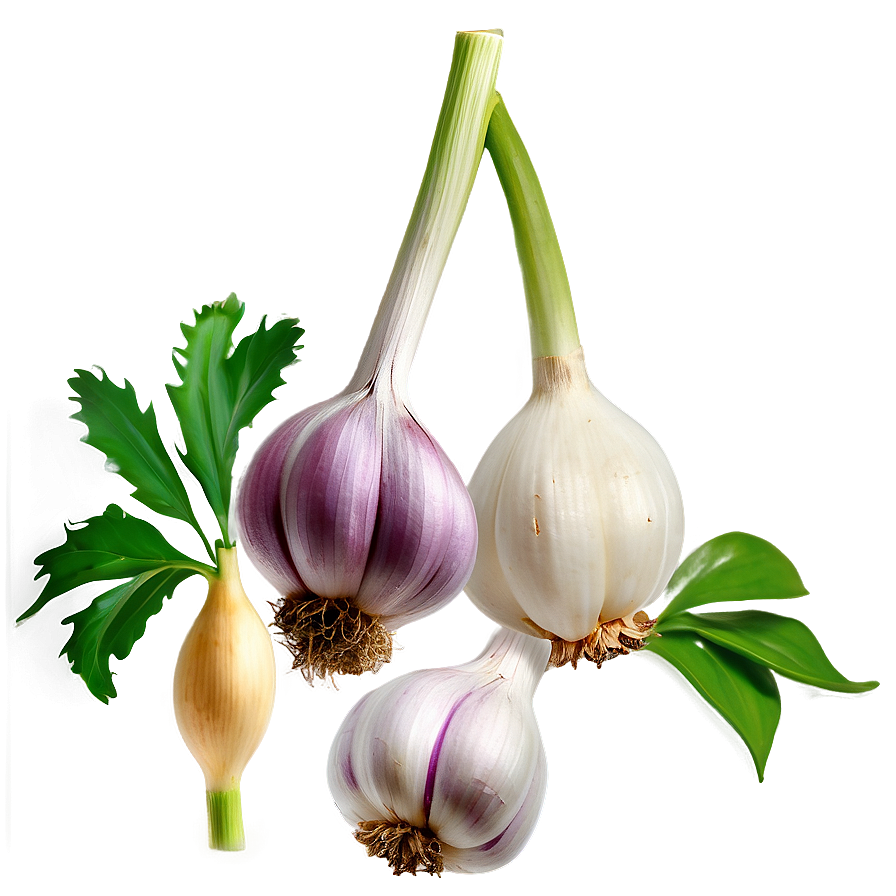 Download Garlic Plant Png 05242024