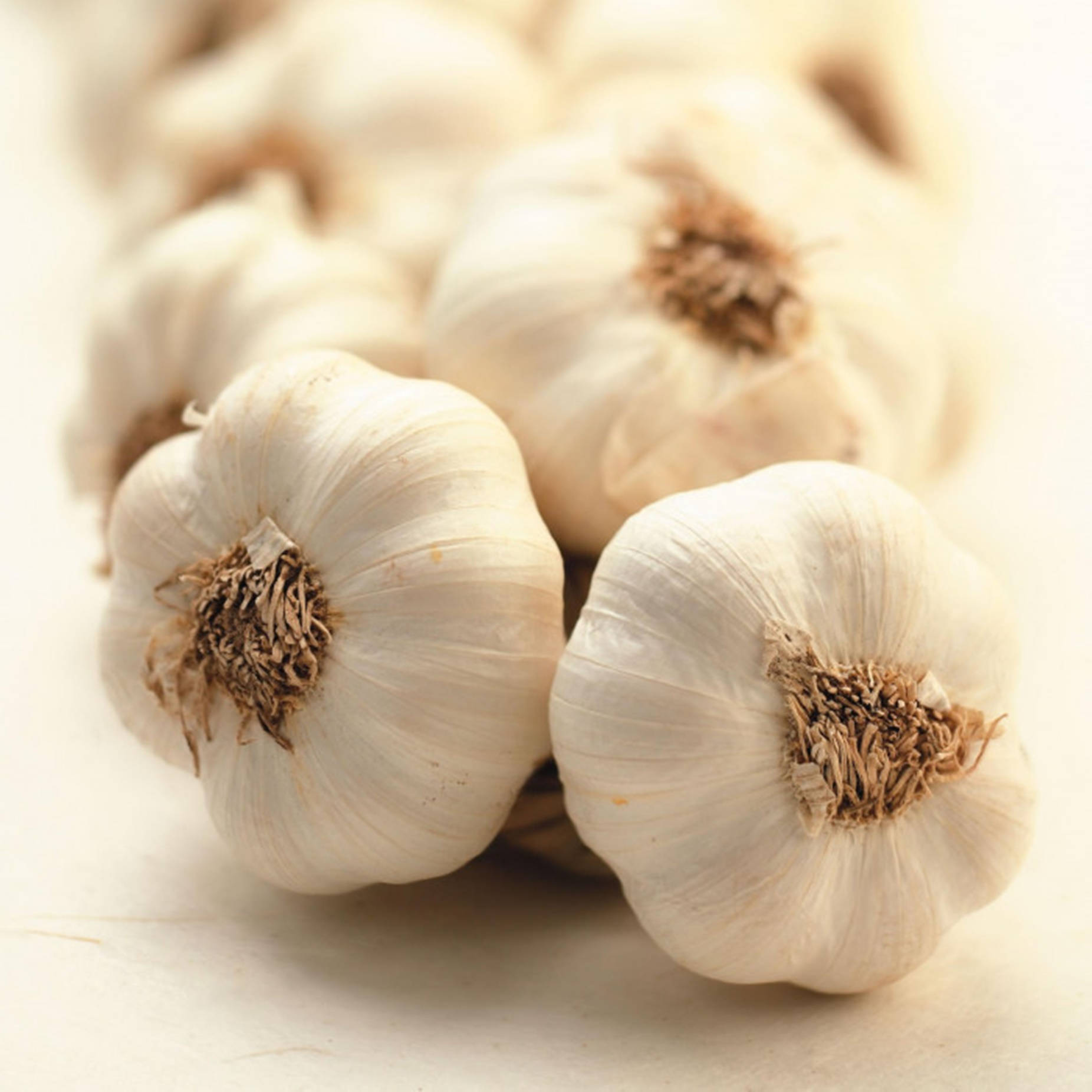 Garlic Vegetable Herb Macro Shot Wallpaper