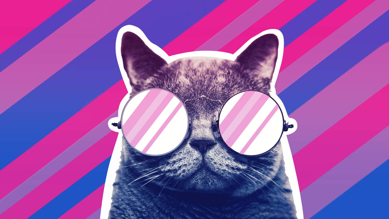 Gato Bissexual Com Óculos De Sol Papel de Parede